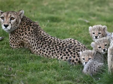 saudi arabia cheetah